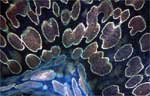 Giant clam (mantle detail)
