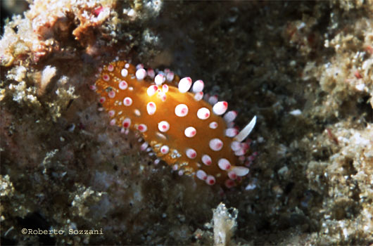 Cadlinella ornatissima