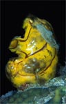 Ascidian - Polycarpa aurata