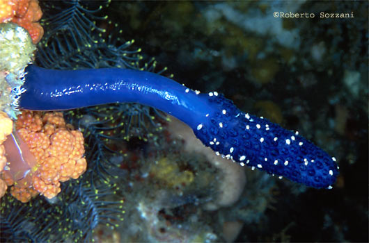 Sea squirt (colony)