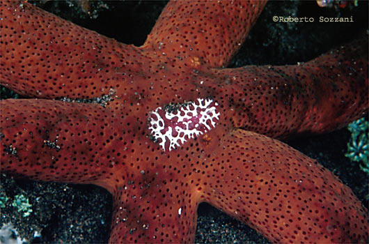 Coeloplana astericola