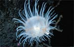 Colonial anemone