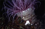 Tube anemone - Cerianthid