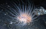 Tube anemone - Cerianthid