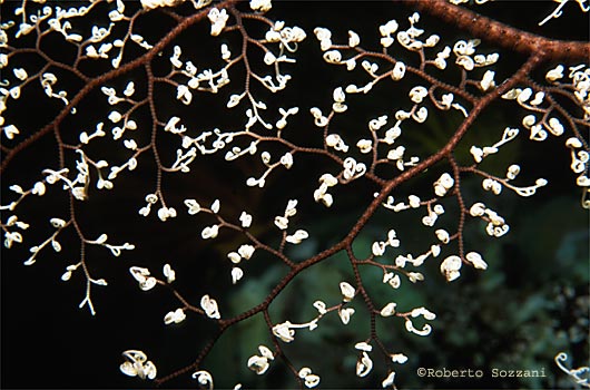 Corallo, Coral