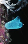 Tunicate