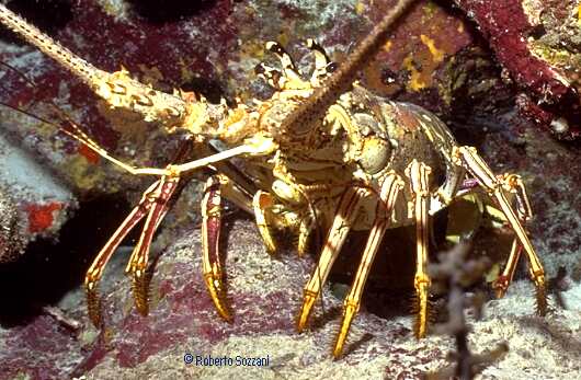 Panulirus argus
