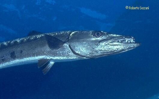 Sphyraena barracuda