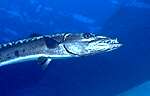 Great Barracuda (18k)
