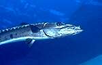Great Barracuda (18k)