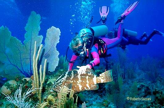 Epinephelus striatus