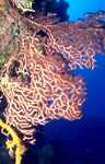 Deep Water Sea Fan (42k)