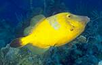 White spotted Filefish (28k)