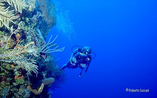 View of the coral drop - Veduta della parete corallina