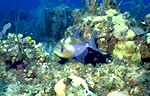 Queen Triggerfish (39k)