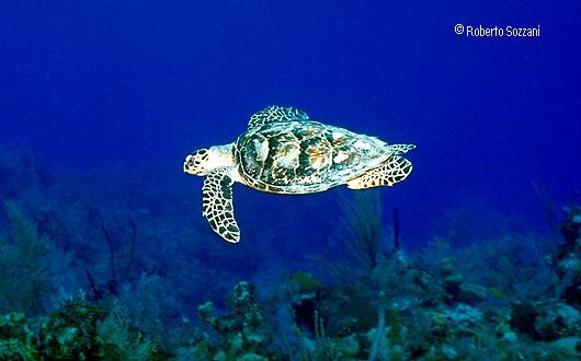 Eretmochelys imbricata