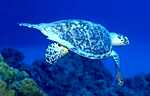 Hawksbill Turtle (36k)