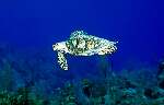 Hawksbill Turtle (25k)