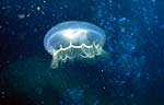 Jellyfish (17k)