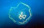 Jellyfish (14k)