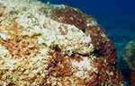 Stonefish (33k)