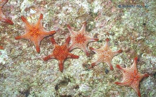 Sea Star Colony