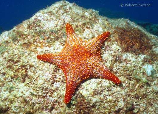 Stella Marina - Sea Star