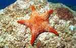 Sea Star (44k)