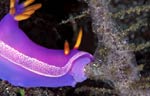 Hypselodoris apolegma