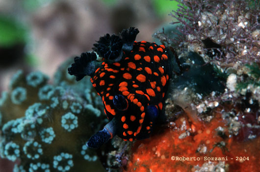 Nembrotha guttata
