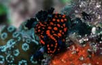 Nembrotha guttata
