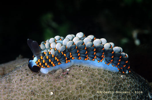 Cuthona yamasui