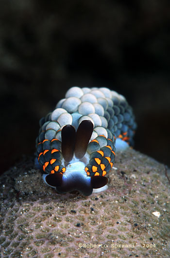 Cuthona yamasui