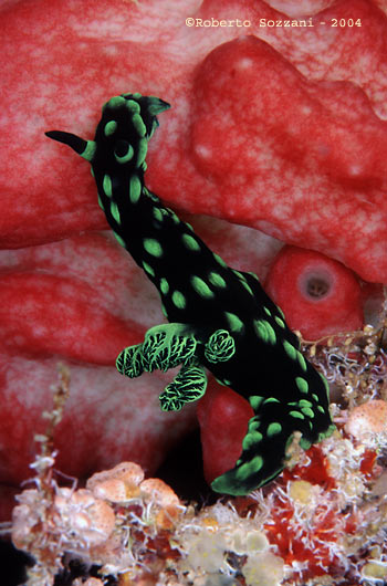 Nembrotha cristata