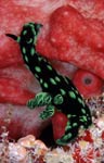 Nembrotha cristata