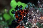 Nembrotha guttata