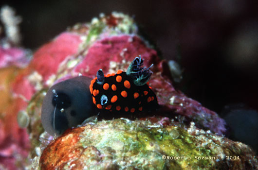 Nembrotha guttata