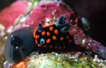 Nembrotha guttata