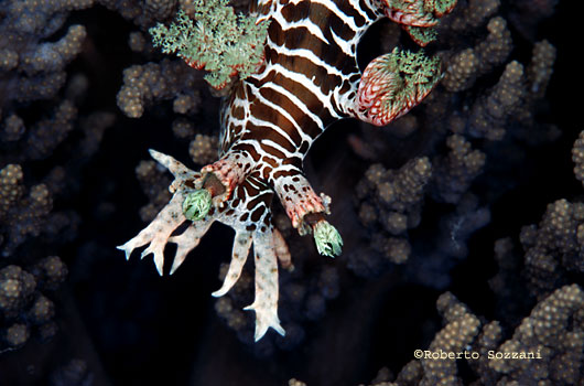 Marionia sp.