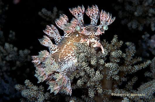 Marionia sp.
