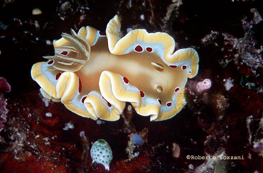 Glossodoris cruenta