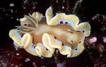 Glossodoris cruenta