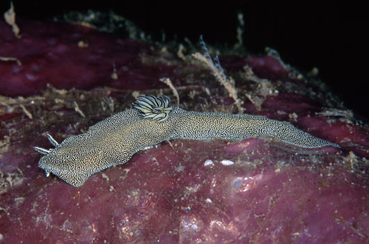 Glossodoris stellatus