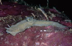 Glossodoris stellatus