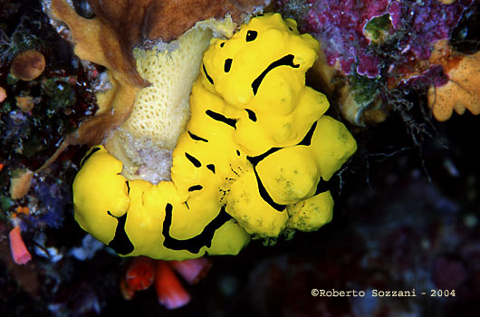 Notodoris minor