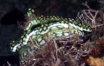 Miamira sinuata