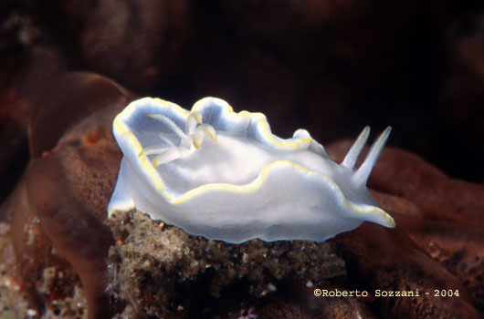 Glossodoris pallida