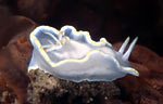 Glossodoris pallida