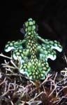 Miamira sinuata