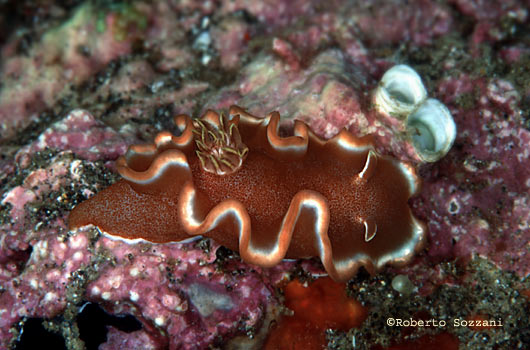 Glossodoris rufomarginata